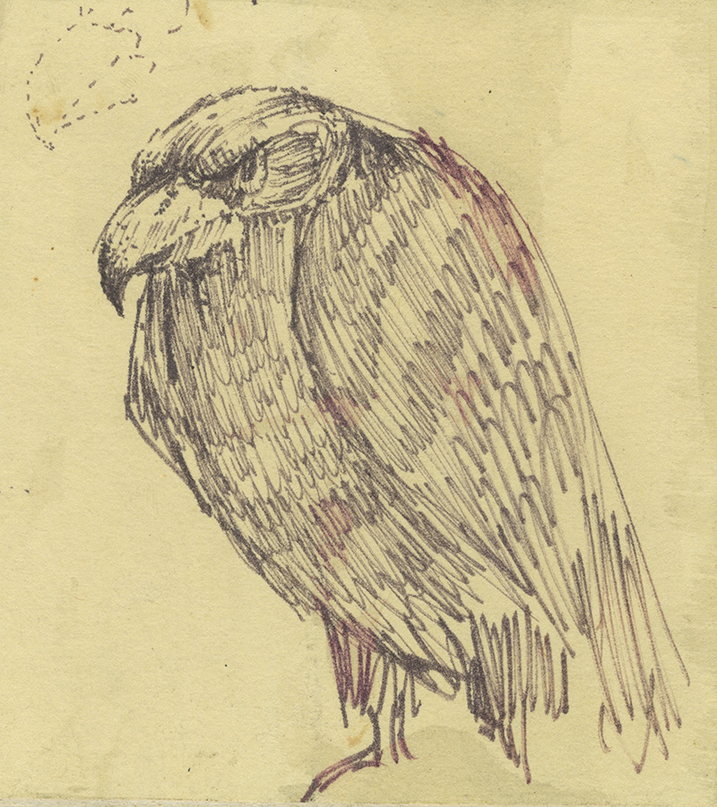 Felt Tip Drawing of a Small Raptor.